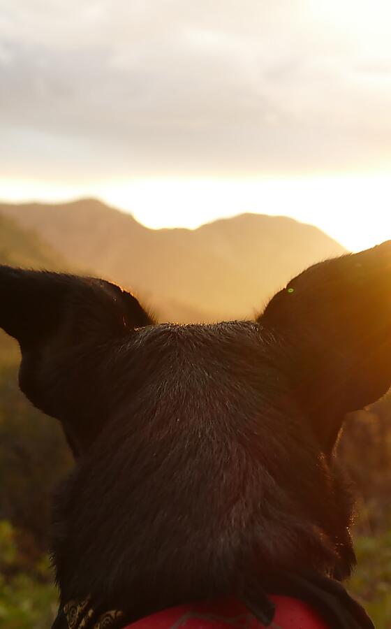 Urlaub mit Hund in Bad Kleinkirchheim, Kärnten